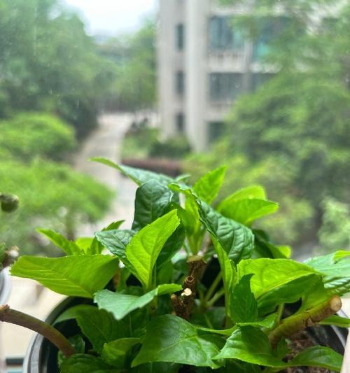 蒜头莲修剪枝条的最佳时机和方法是什么？