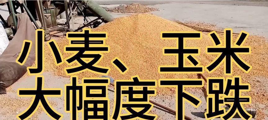 小麦玉米催芽方法是什么？如何提高发芽率？