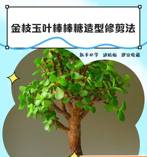 金枝玫瑰修剪枝条的最佳时机是什么时候？修剪后如何护理？
