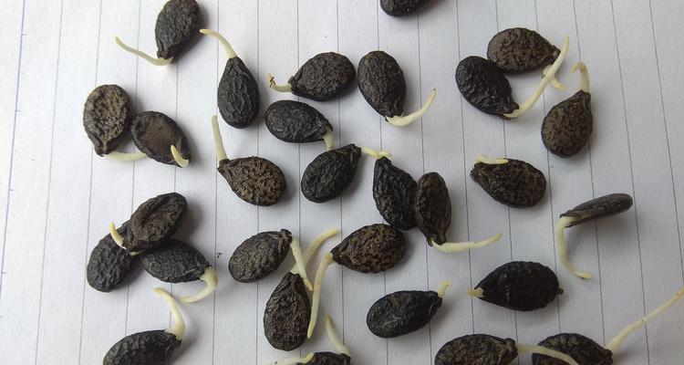 蔬菜种子催芽方法是什么？需要多长时间才能发芽？
