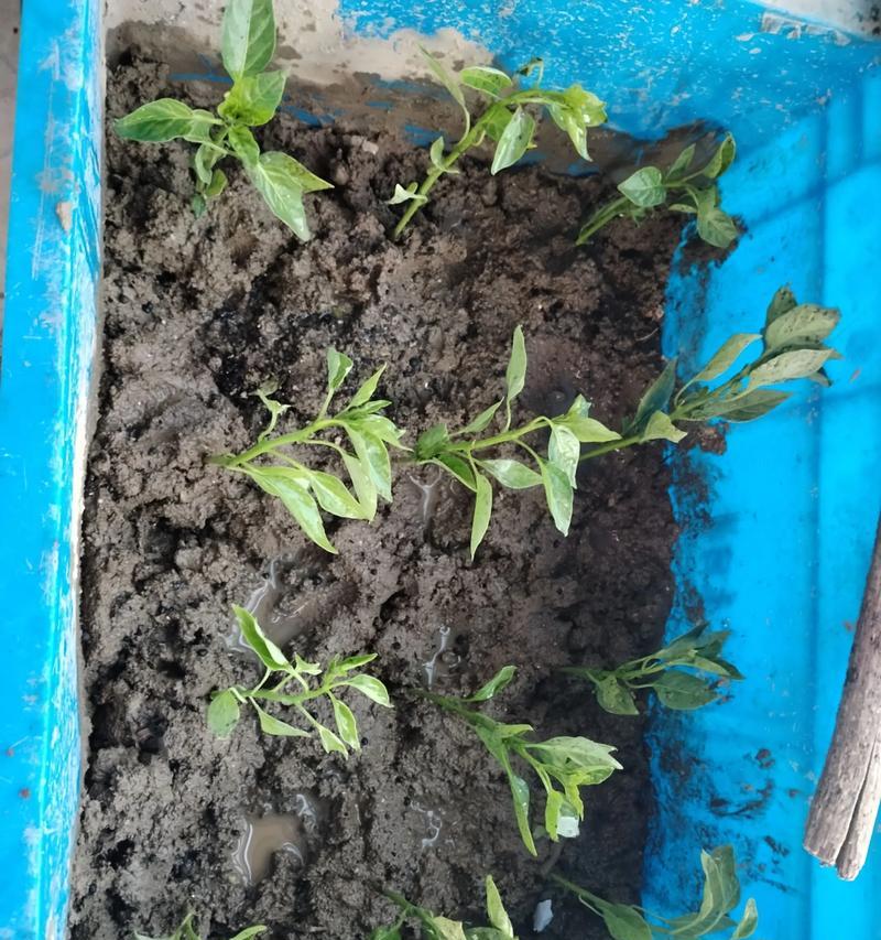 蔬菜种子催芽方法是什么？需要多长时间才能发芽？