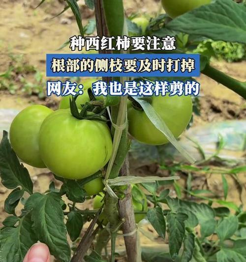 番茄苗修剪枝条的最佳时机是什么时候？如何正确修剪以提高产量？