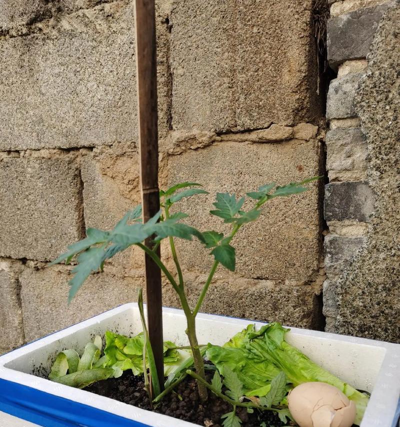 番茄苗修剪枝条的最佳时机是什么时候？如何正确修剪以提高产量？