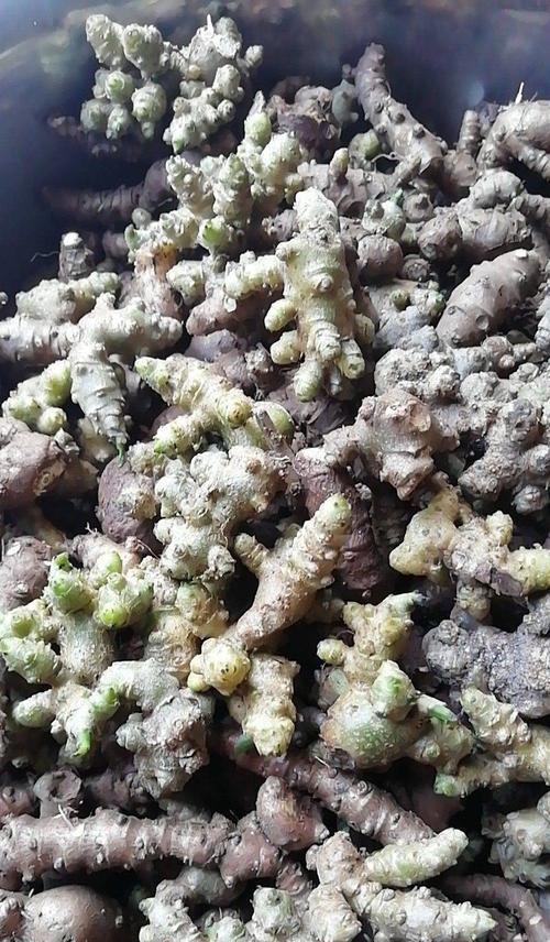 藤三七怎么种植方法？种植过程中需要注意哪些问题？