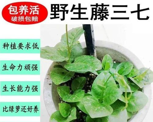 藤三七怎么种植方法？种植过程中需要注意哪些问题？