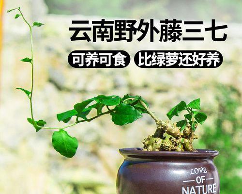 藤三七怎么种植方法？种植过程中需要注意哪些问题？