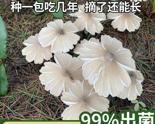 种菌菇怎么种植方法？新手入门指南有哪些？