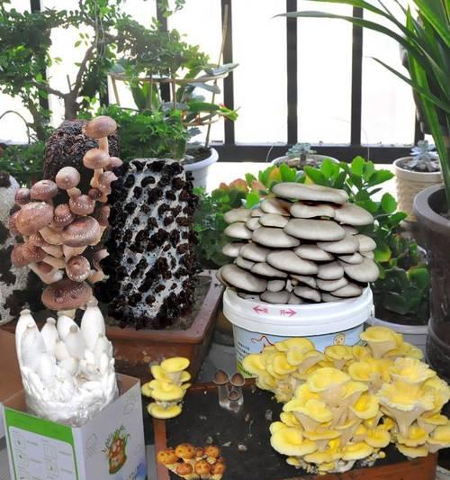 种菌菇怎么种植方法？新手入门指南有哪些？