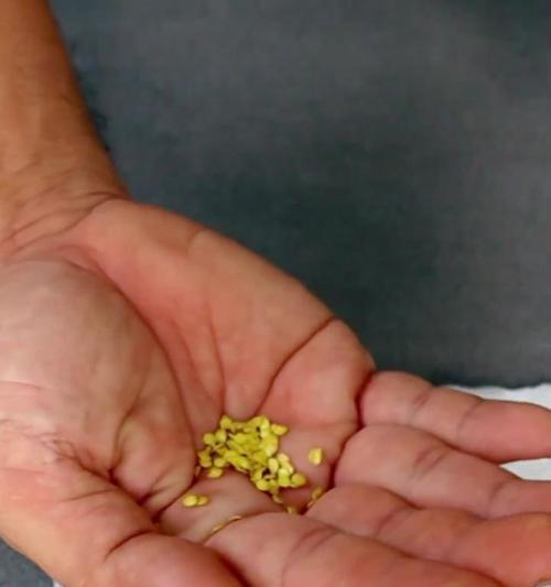 辣椒催芽淋水技巧是什么？如何正确进行辣椒催芽淋水？
