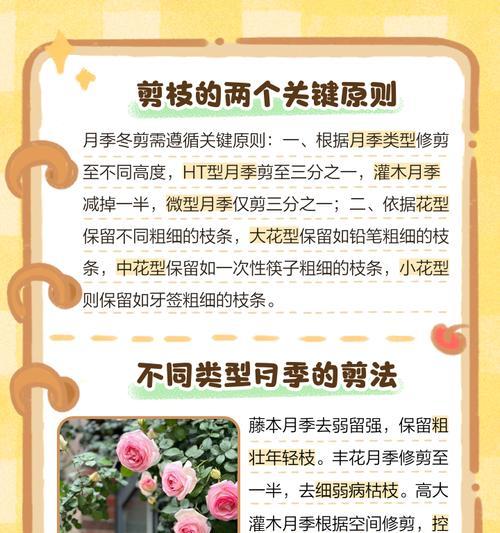 修剪月季怎么剪枝？月季修剪的最佳时间和方法是什么？