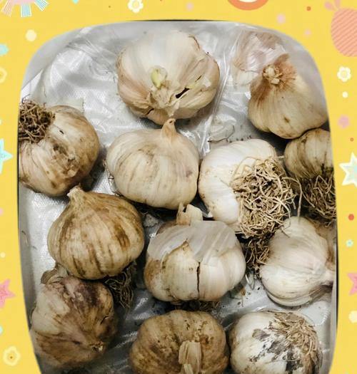 种蒜黄的正确步骤是什么？如何确保高产？