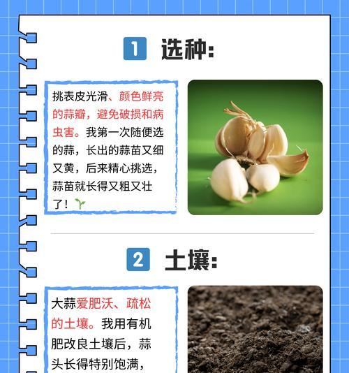 种蒜黄的正确步骤是什么？如何确保高产？
