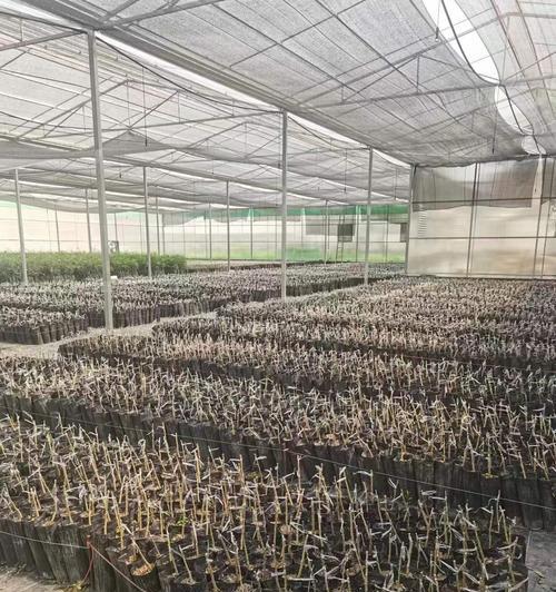 红橙修剪枝条的最佳时机是什么时候？如何正确修剪以促进生长？