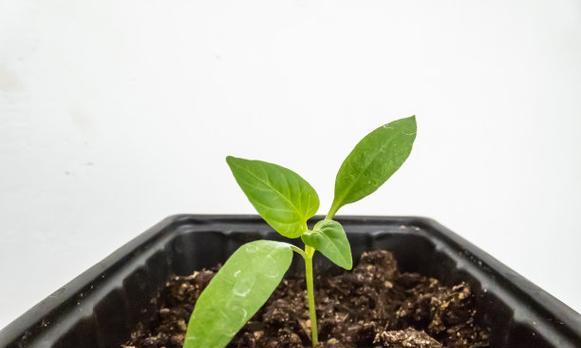 香铃子催芽方法是什么？步骤和注意事项有哪些？