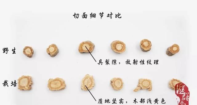 不防风怎么修剪枝条？修剪枝条的最佳时机和方法是什么？