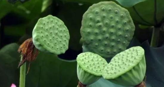 朱竹种子种植方法是什么？如何确保高成活率？