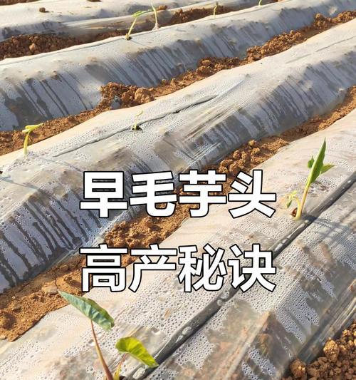 芋芽头怎么种植方法？步骤和注意事项是什么？