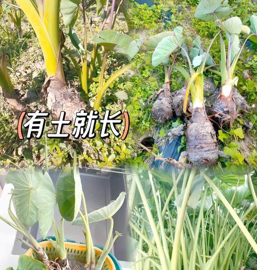 芋芽头怎么种植方法？步骤和注意事项是什么？