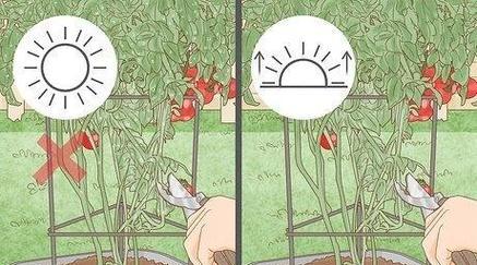 西红柿剪枝怎么修剪枝条？修剪枝条的最佳时机是什么时候？