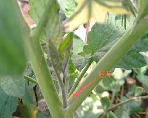 西红柿剪枝怎么修剪枝条？修剪枝条的最佳时机是什么时候？