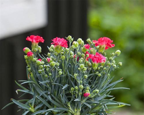康乃馨种子催芽方法是什么？需要多长时间才能发芽？