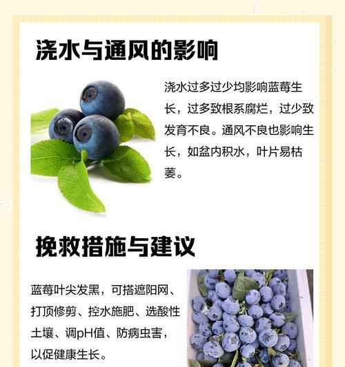 蓝莓修剪枝发黑是什么原因？如何正确处理？