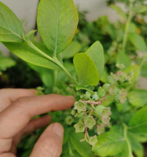 蓝莓修剪枝发黑是什么原因？如何正确处理？