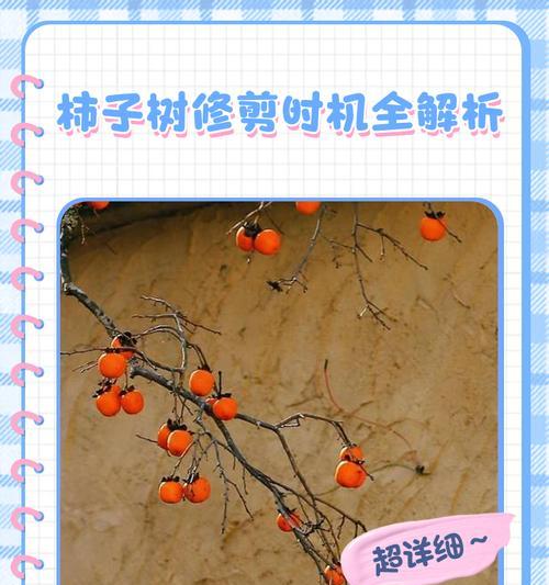 柿子树修剪枝条的最佳时机是什么时候？修剪后如何促进果实生长？