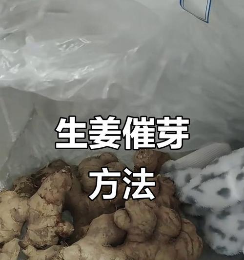 姜催芽时怎么摆放？正确的摆放方法是什么？