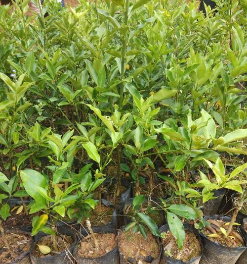 山桔繁育种植方法有哪些？如何正确进行山桔的种植？