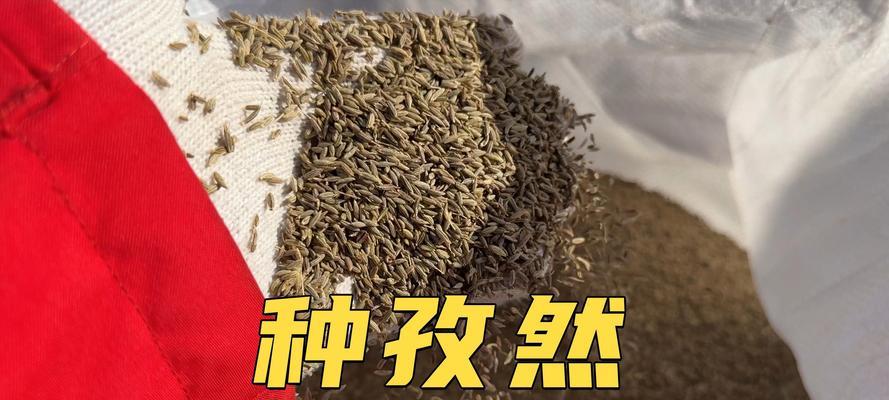 棉花种前催芽方法是什么？需要多长时间才能发芽？