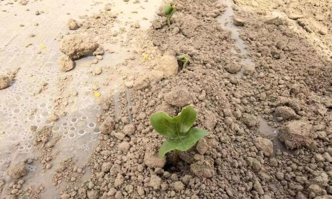 棉花种前催芽方法是什么？需要多长时间才能发芽？