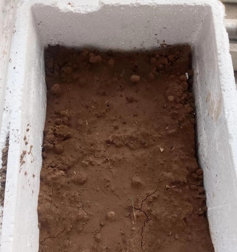 棉花种前催芽方法是什么？需要多长时间才能发芽？