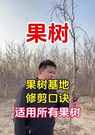 文化果树修剪枝条的最佳时机是什么时候？如何正确修剪？
