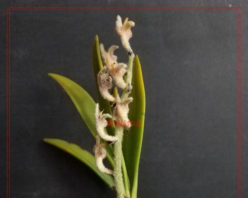 石豆花盆种植方法是什么？如何正确种植石豆花盆？