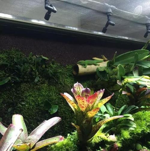 石豆花盆种植方法是什么？如何正确种植石豆花盆？