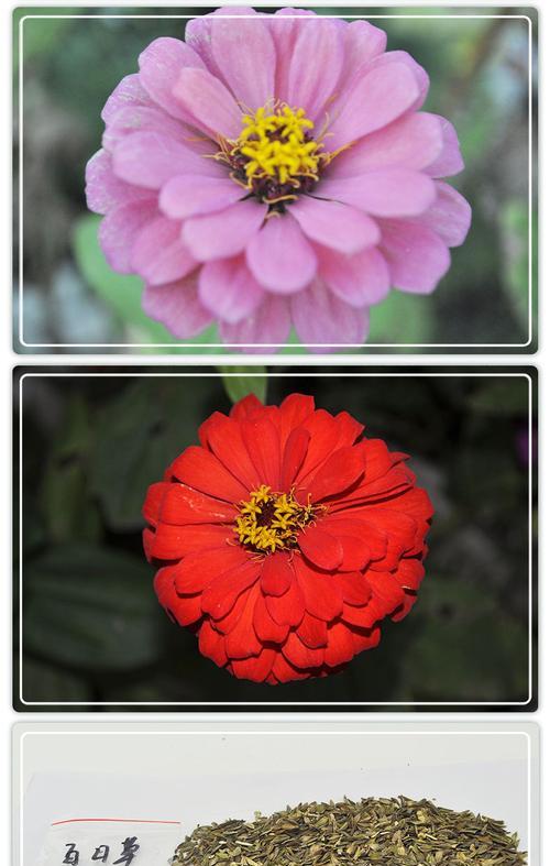 籽甲花子怎么种植方法？有哪些步骤和注意事项？