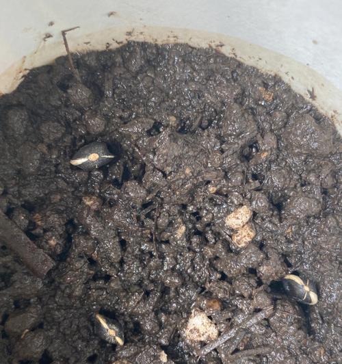 瓜子催芽的最佳方法是什么？步骤和注意事项有哪些？