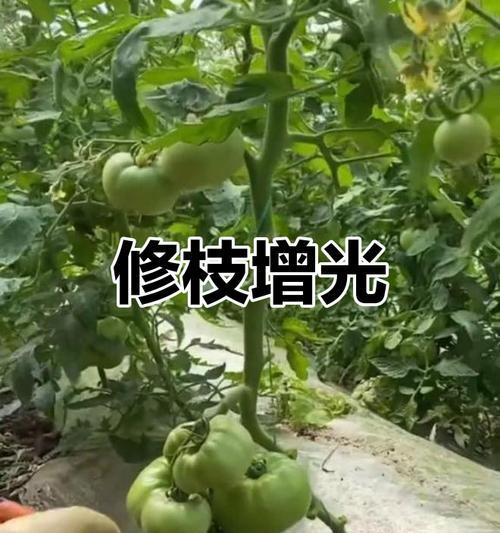 番茄修剪枝条的最佳方法是什么？修剪后如何促进果实生长？