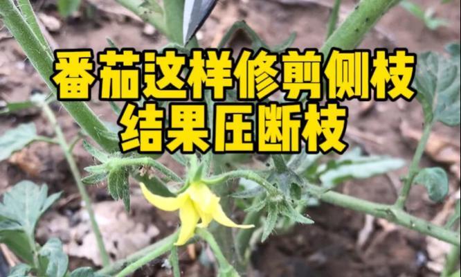 番茄修剪枝条的最佳方法是什么？修剪后如何促进果实生长？