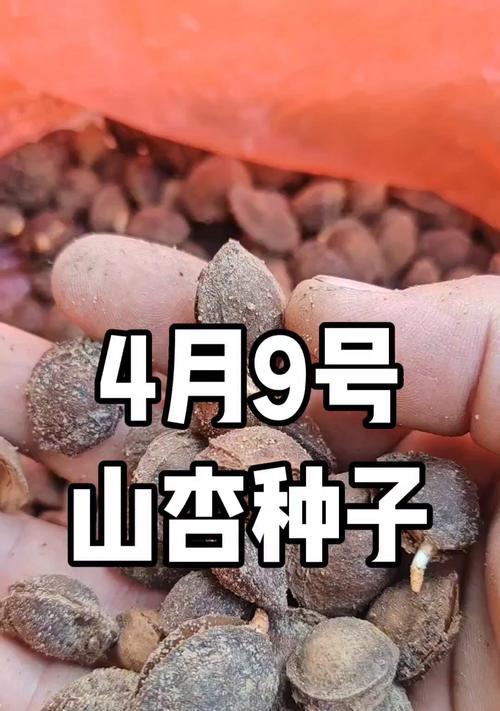 杏种子种植方法有哪些？如何确保杏树健康成长？