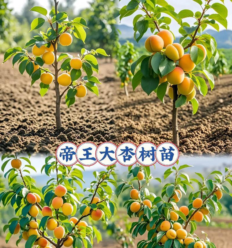 杏种子种植方法有哪些？如何确保杏树健康成长？