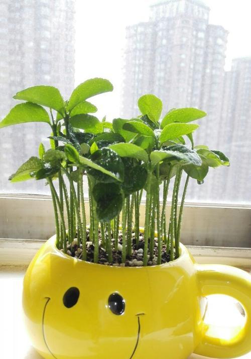 移栽柚子树后如何有效催芽？常见问题有哪些？