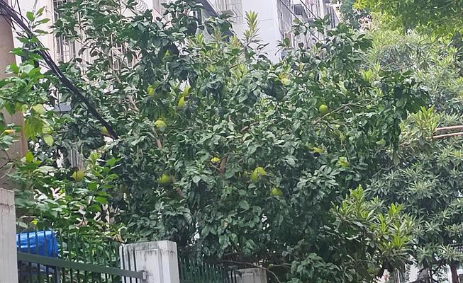 移栽柚子树后如何有效催芽？常见问题有哪些？