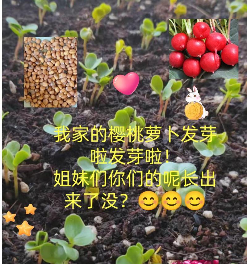 樱桃催芽的最佳方法是什么？如何确保高成功率？