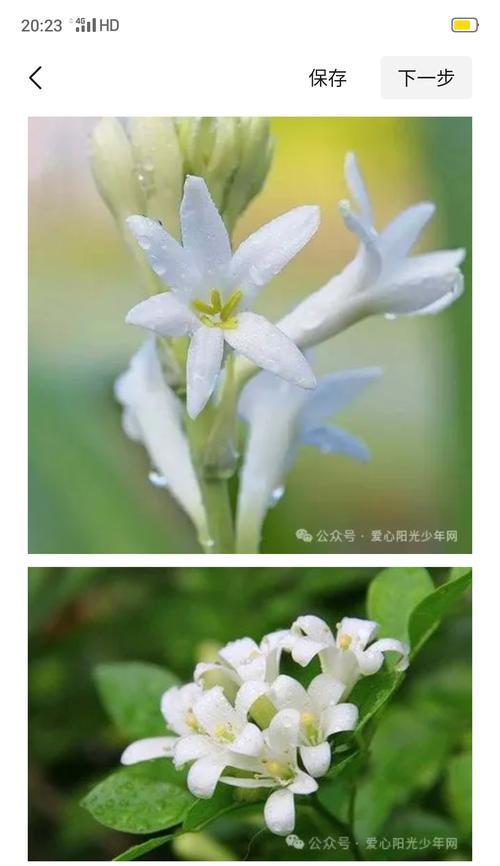 104朵花的寓意是什么意思？如何正确理解104朵花的花语？