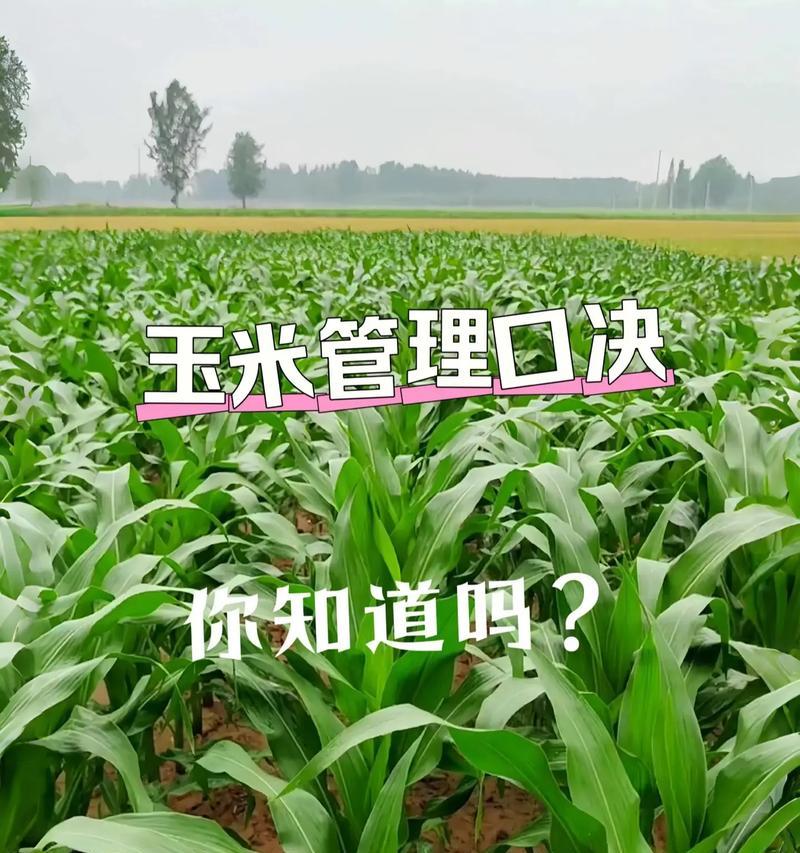 玉米怎么种植方法如下？详细步骤和注意事项是什么？