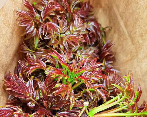 春菜种植方法有哪些？如何正确种植春菜？