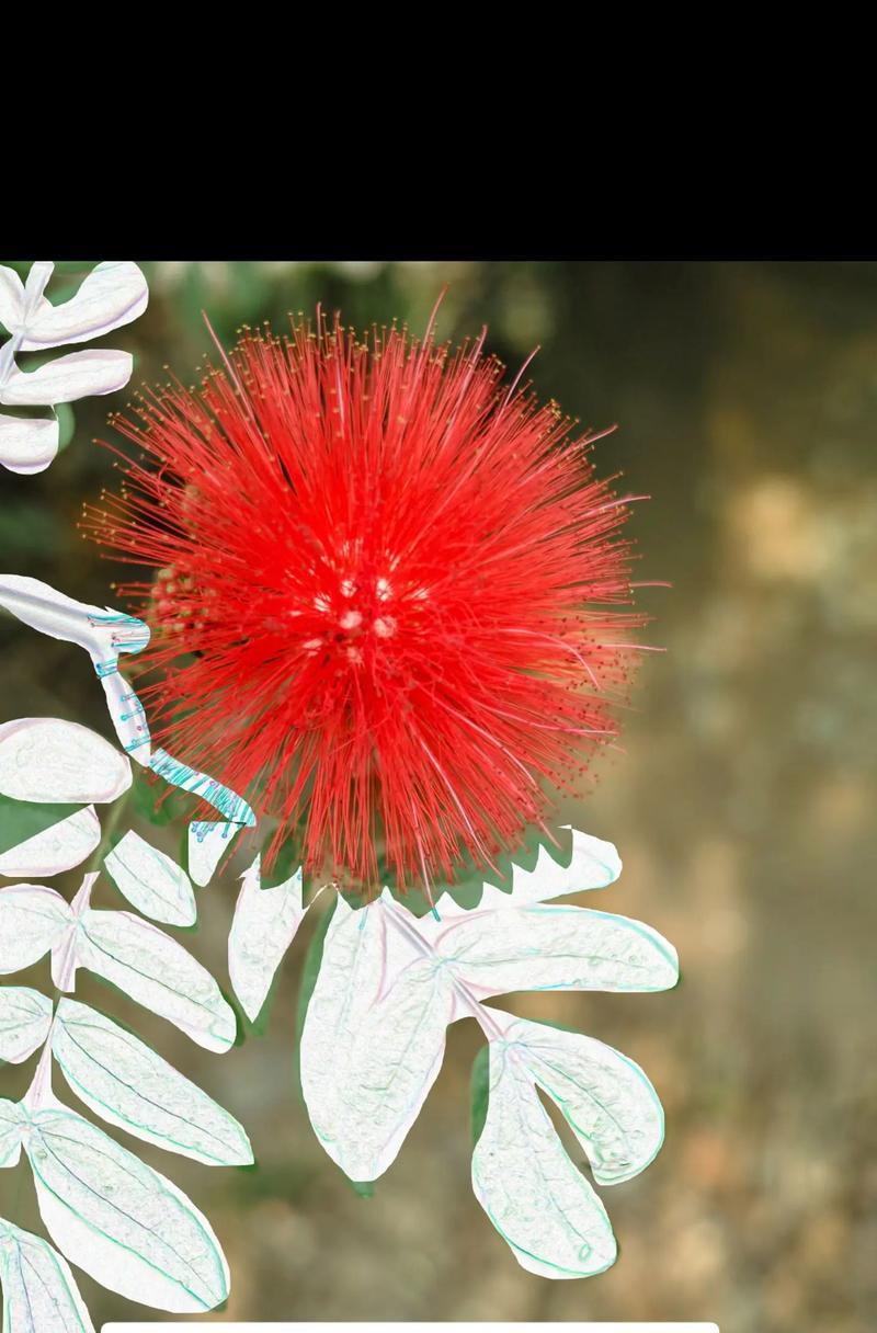 104朵花的寓意是什么意思？花语背后隐藏的含义是什么？