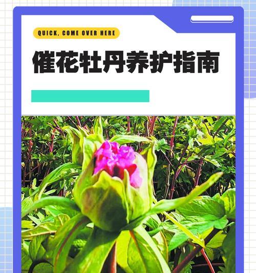 牡丹催芽方法是什么？如何快速让牡丹发芽？